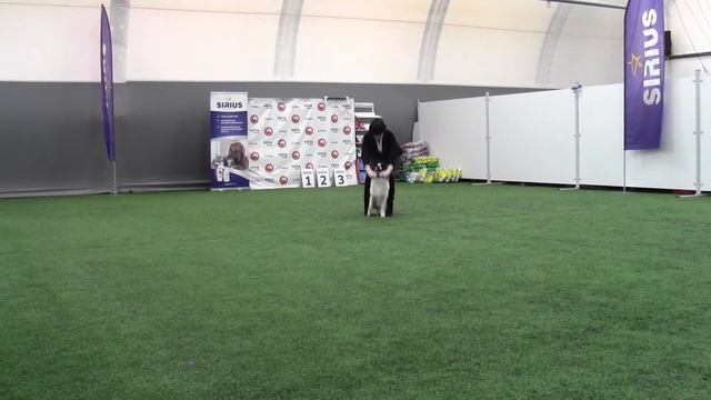 Ришес Арина и бордер колли Vikingvision Avior смотреть онлайн