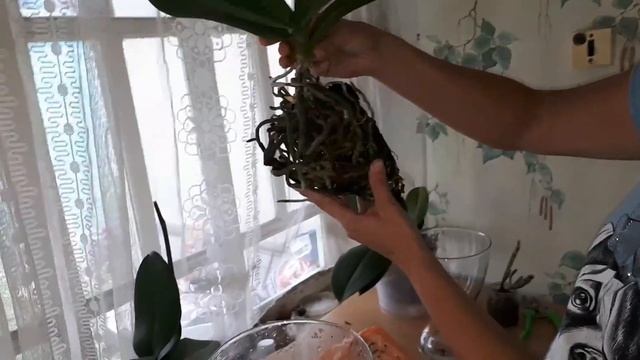 Сложная ПЕРЕСАДКА старой ОРХИДЕИ/ закрытая система спустя 3.5 года ? смотреть онлайн