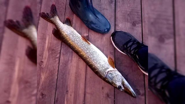 ПОЙМАЛИ ТРОФЕЙНУЮ РЫБУ?Vlog/Башенная рыбалка/Карелия 4 часть 🦈 смотреть онлайн