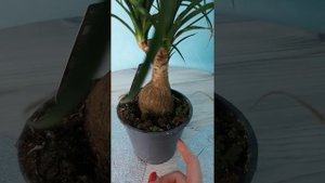 нолина/бокарнея /бутылочное дерево