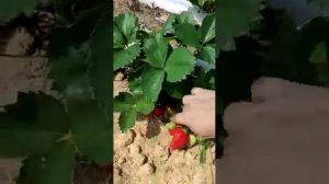Клубника Ирма рем сорт обзор 23мая 2023г