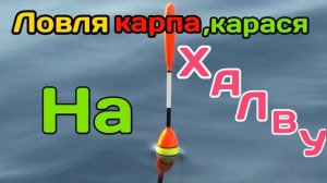 Супер насадка из халвы для ловли карпа и карася Рыбалка.на карпа и карася