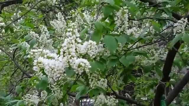 У окна расцвела сирень смотреть онлайн