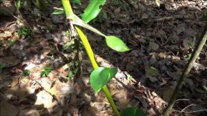 Golden pothos (Epipremnum aureum)