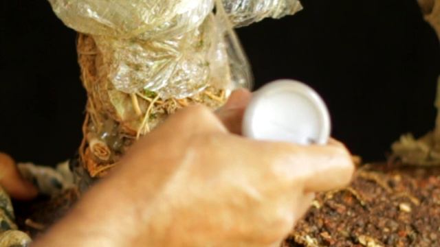 Sekijoju / Penjing "Scarlett" Acerola (Malpighia emarginata) vídeo 2 смотреть онлайн