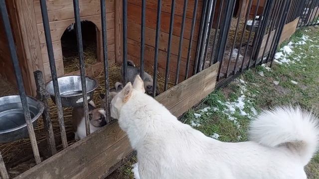 Щенки Златы вышли смотреть онлайн