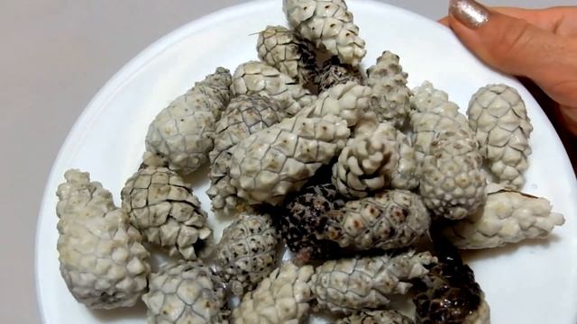 Отбеливание шишек 4 способами - 4 разных результата / Как отбелить шишки