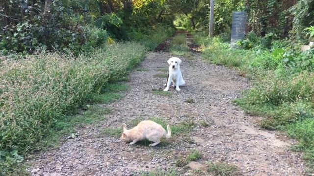 Лабрадор 6 месяцев Луна! Команда сидеть с котами! Железная выдержка! смотреть онлайн