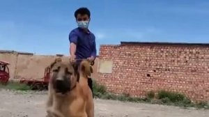 ЛЮБИМАЯ ПОРОДА РАМЗАНА КАДЫРОВА/CAUCASIAN SHEPHERDS DOG