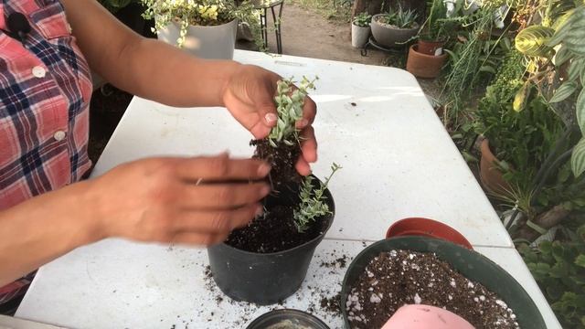 Dischidia Ruscifolia Variegated/ Millones de corazones смотреть онлайн