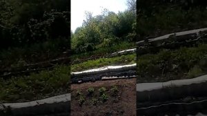 Объем горшка для рассады перца