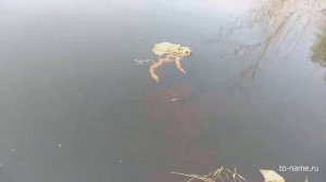 Размножение лягушек