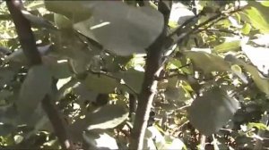 айва крупноплодная чем лечить усыхание ветвей