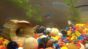 аквариум рыбки гуппи и неоны Aquarium fish guppy and neon tetra