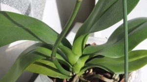 ОРХИДЕЯ   /   ЦВЕТОНОС   /   ОРХИДЕЯ  ОТЦВЕЛА   /    ЧТО ДЕЛАТЬ  С  ЦВЕТОНОСОМ ? : )