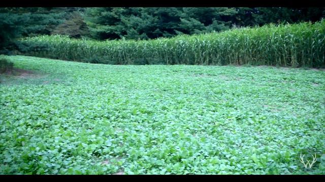 3 Tips For Non Invasive Deer Hunter Access смотреть онлайн