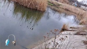 ⚡️ЩУКА⚡️"НА ЗАПРЕЩЁННУЮ ПРИМАНКУ ЩУКИ ЗАГИБАЮТ СПИННИНГ" #щука #приманка #трофей #рыбалка #fishing