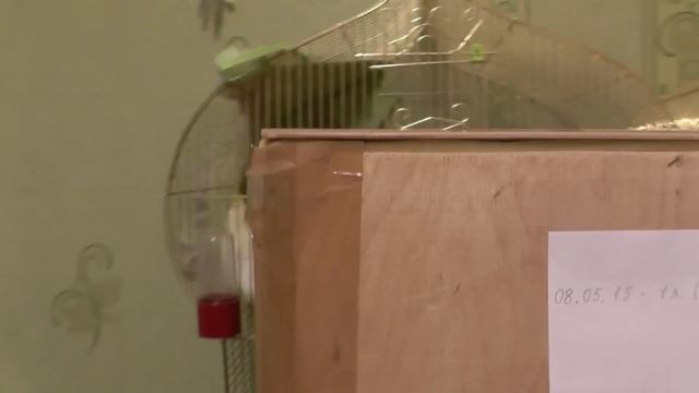 Попугай Корелла. Разведение 2. Первое яйцо. смотреть онлайн