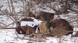 Подкормка Фазанов зимой