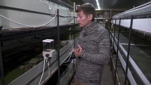 Вся правда про разведение австралийского рака в УЗВ