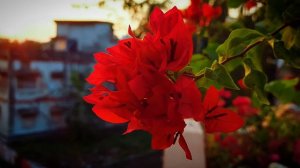 Bougainvillea ID Chilli Red