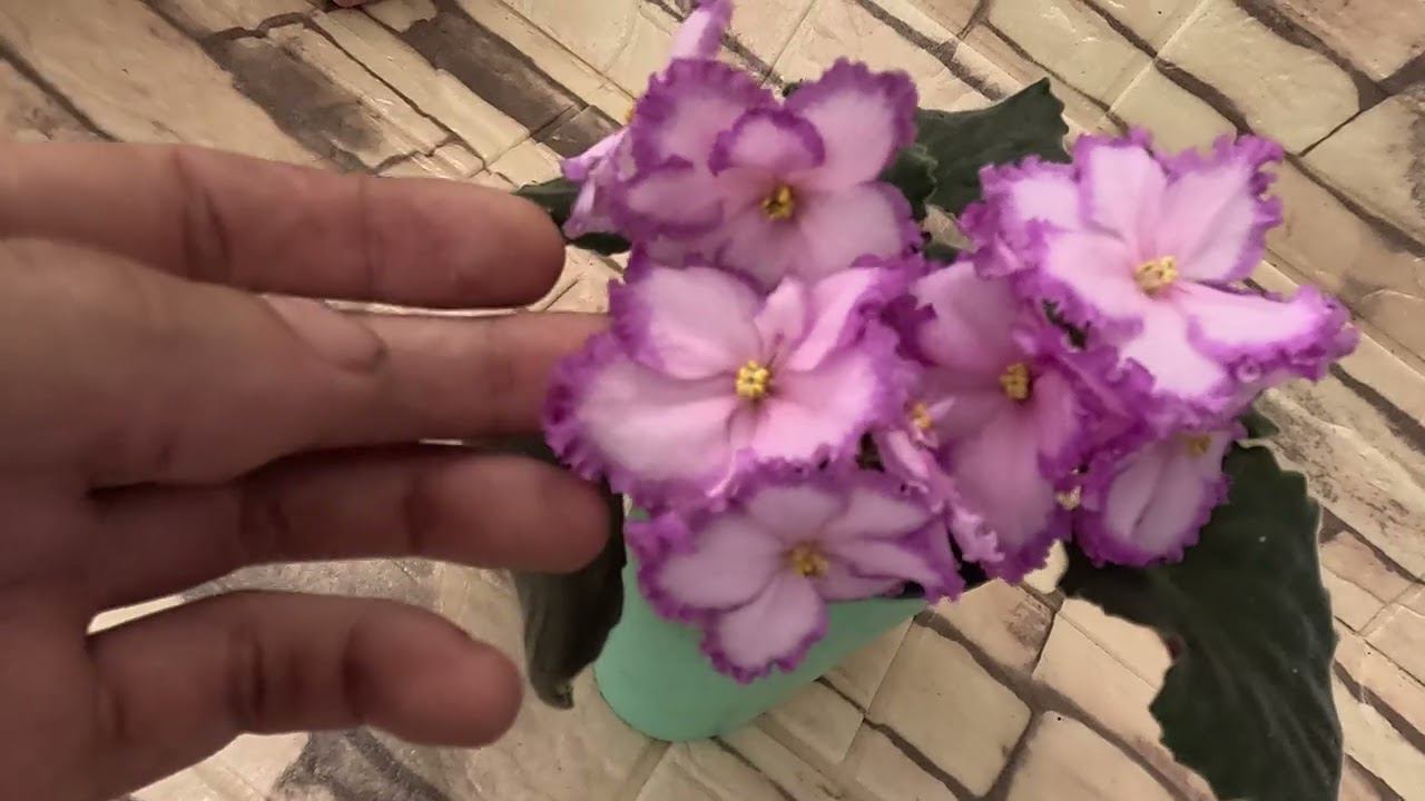 Фиалки Ален Огни Вегаса, НК Лилон Лила, рс восторг, РС Виконт,РС Мюзикл