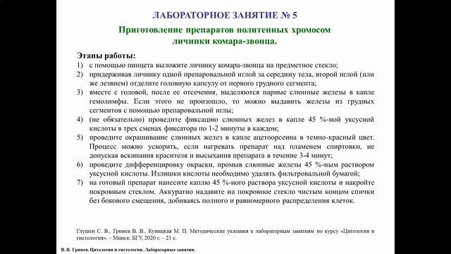 Ядро клетки, описание методики приготовления микропрепарата политенных хромосом