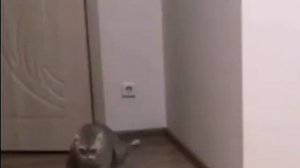 НУ НИЧЕГО, СТРАШНОГО! ТЯУ-ТЯУ-ТЯУ-ТЯУ (версия с котом?)