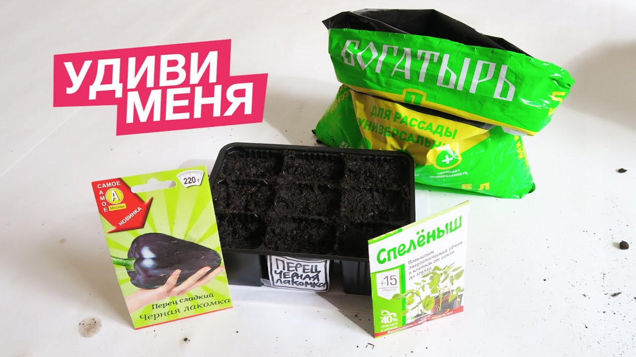 Сладкий перец ЧЕРНАЯ ЛАКОМКА ??? Замочил в Спелёныше и высадил в грунт Богатырь!