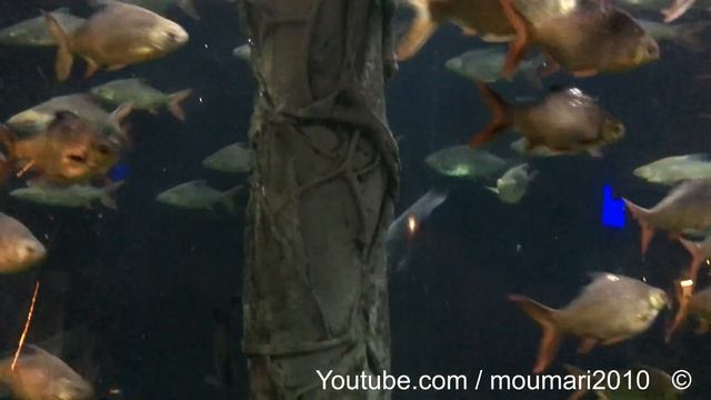 عيونه مرة كبيرة ? смотреть онлайн