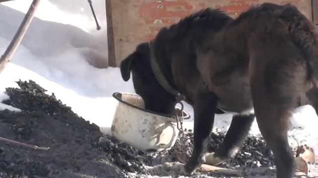 Лапа против собаки смотреть онлайн
