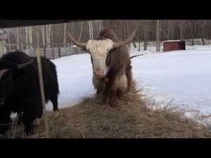 Агроусадьба Саузово. Зоопарк.