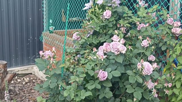 Обзор сада роз: Бесси,Индиголлета, Блю фо ю, Чиппэндейл, Голденштерн,Сибелиус, Лавандер дрим смотреть онлайн