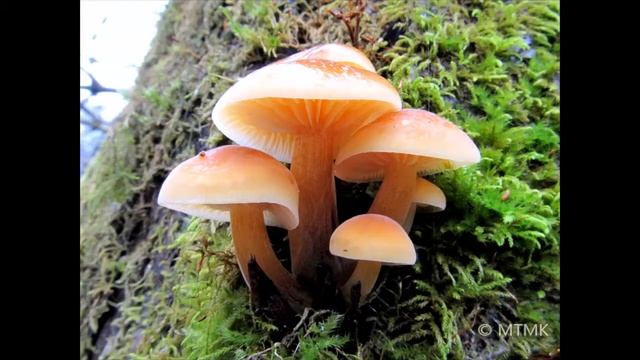 Grzyby: Płomiennica zimowa / Flammulina velutipes (Curtis) Singer смотреть онлайн