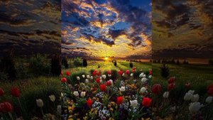 ОЧАНКА ЛЕКАРСТВЕННАЯ - ПРОЗРЕВАЮТ ДАЖЕ СЛЕПЫЕ!!! СВЕТ - ТЬМА - СВЕТ!!!!