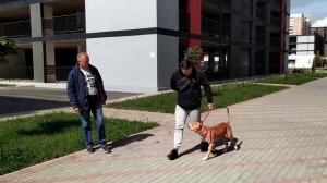 СТАФ как отучить тянуть поводок
