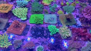 Guided Tour - Aquamarine Aquaristic Melbourne