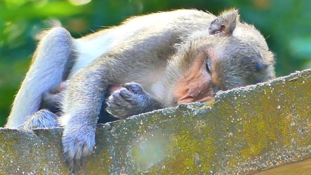 P-itiful Poor Mom Viola...Not Enough Milk Makes Newly Baby Monkey Weak Strength. смотреть онлайн