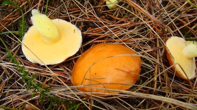 Маслята первые грибы ! Собираю ! Сезон 2020 г открыт ! смотреть онлайн