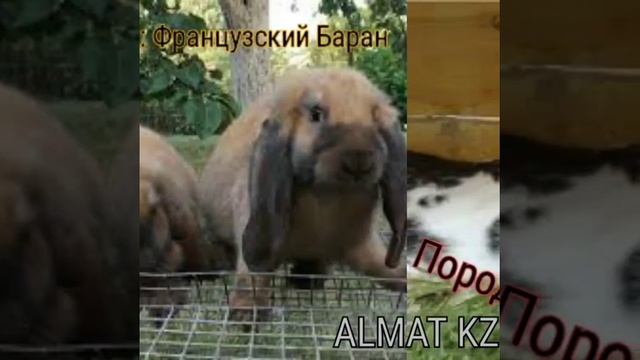 Породистые кролики!!!! смотреть онлайн
