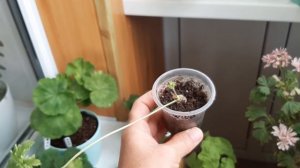 Пеларгония после отпуска, неделя без ухода и полива.