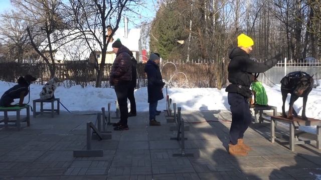 ДТ - 288. Молодые , активные собаки - давайте дружить? смотреть онлайн