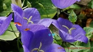 Колокольчик карпатский Дип Блю ? колокольчик Дип Блю обзор: как сажать семена колокольчика Дип Блю