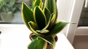 Сансевиерия Ханни Крео#сансевиерия #сансевиерияханникрео #котыицветы #Sansevieria #桑塞维里亚