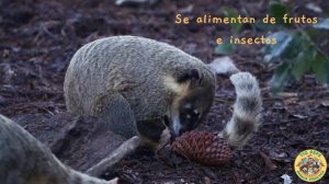 Conoce al Coatí