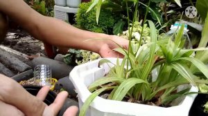 UMBRELLA CYPERUS PLANT PROPAGATION CARE TIPS