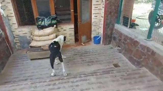 Старая, худая собака... Никому она не нужна, теперь... смотреть онлайн