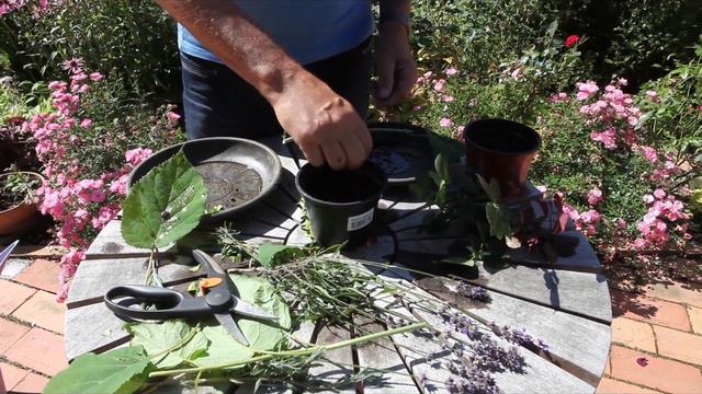 Stiklinger orm i æbler og væk med maven смотреть онлайн