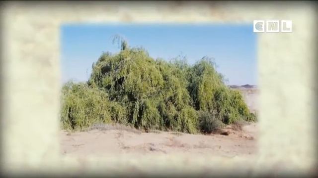 ч1(Матф 13:31) Рост Горчичного семени - Кэрол Брук смотреть онлайн