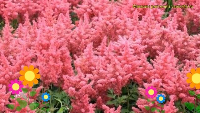 Астильба японская Кобленц. Краткий обзор, описание характеристик astilbe japonica Koblenz смотреть онлайн